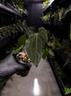 Anthurium antolakii 'Round' x 'Red Vein Dark Phoenix'