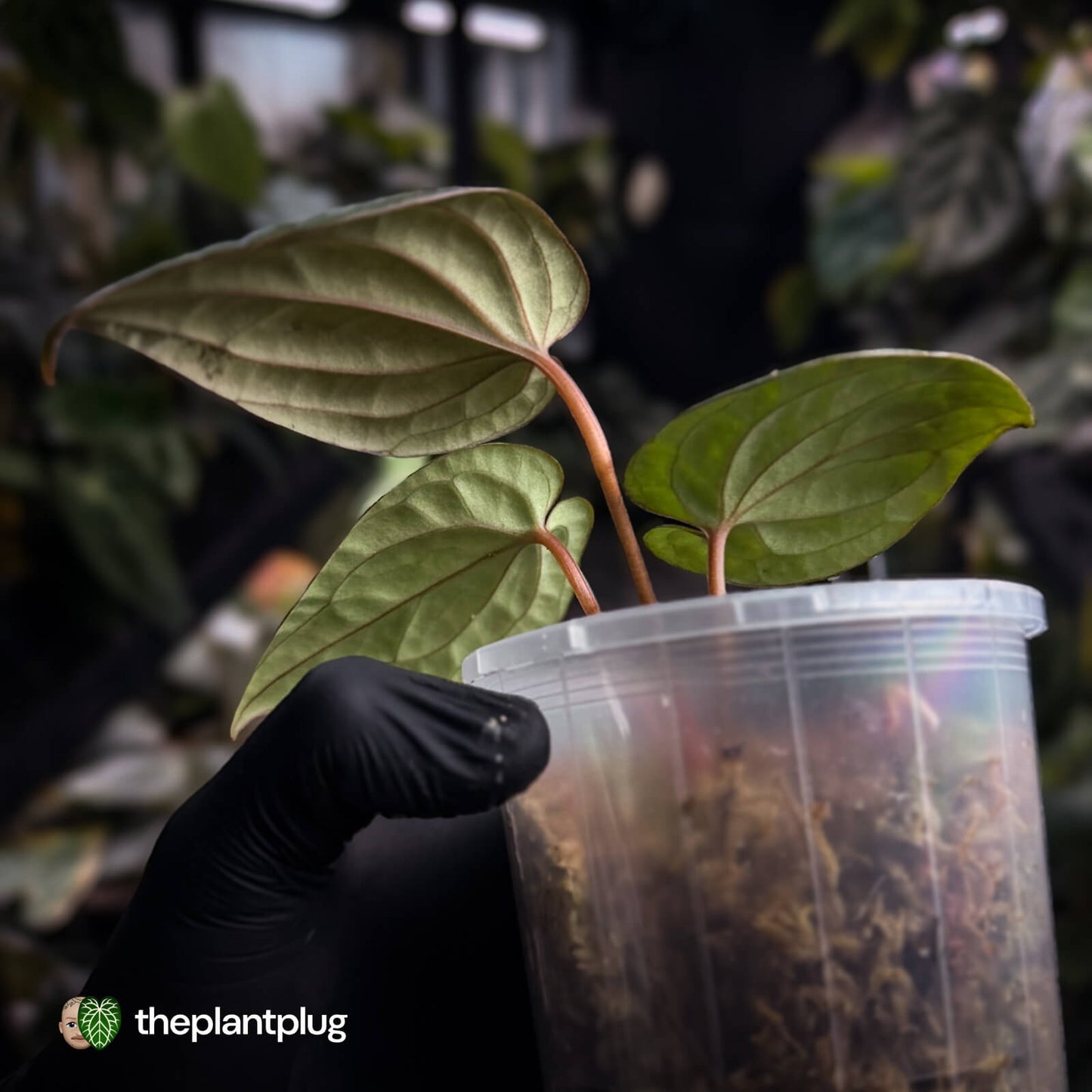 Anthurium 'RVDP' x luxurians 😍