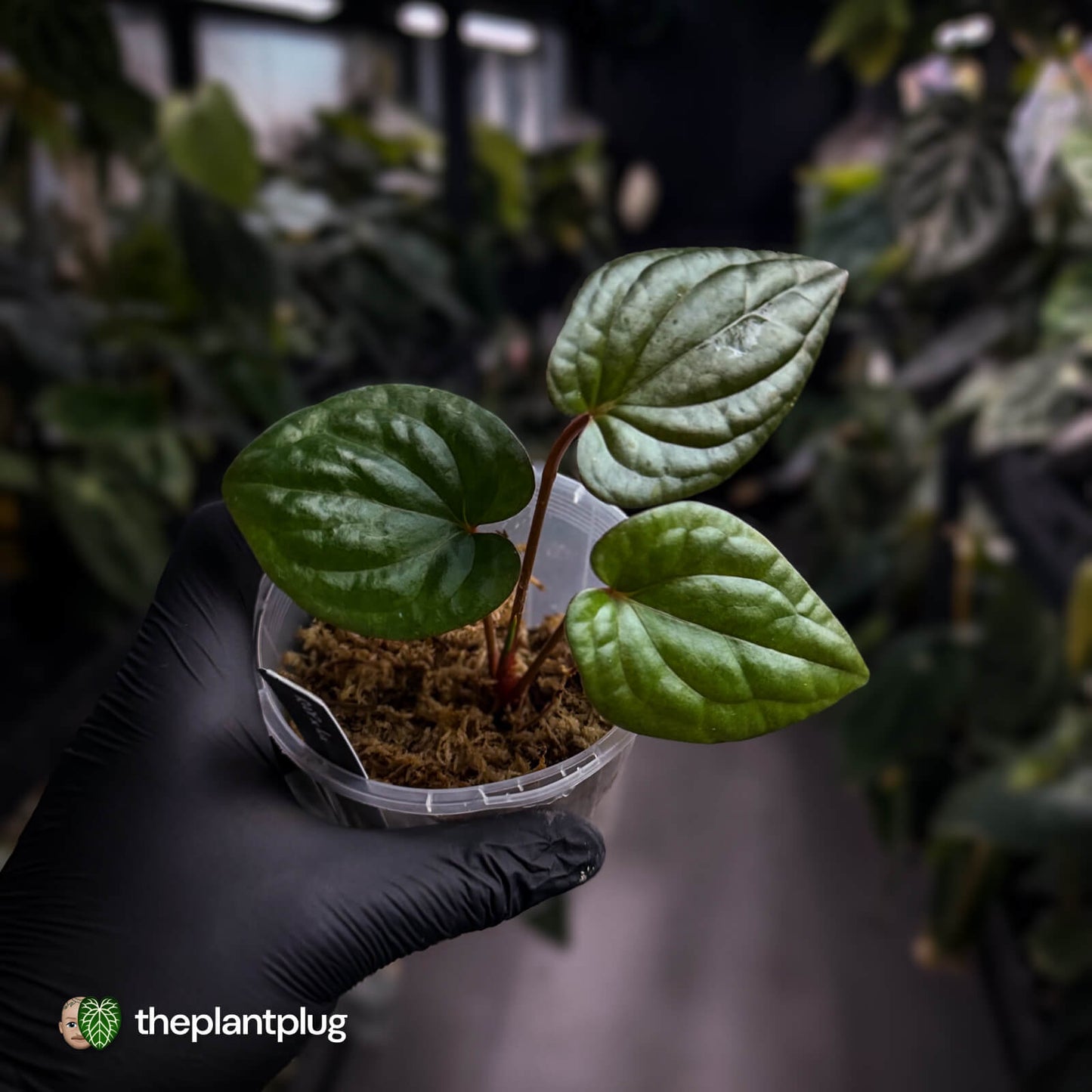 Anthurium 'RVDP' x luxurians 😍