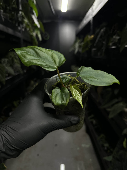 Anthurium #antichrist - papillilaminum x luxurians