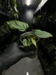Anthurium #antichrist - papillilaminum x luxurians