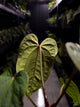Anthurium antolakii 'Round' x 'Red Vein Dark Phoenix'