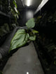 Anthurium #antichrist - papillilaminum x luxurians