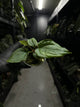 Anthurium #antichrist - papillilaminum x luxurians