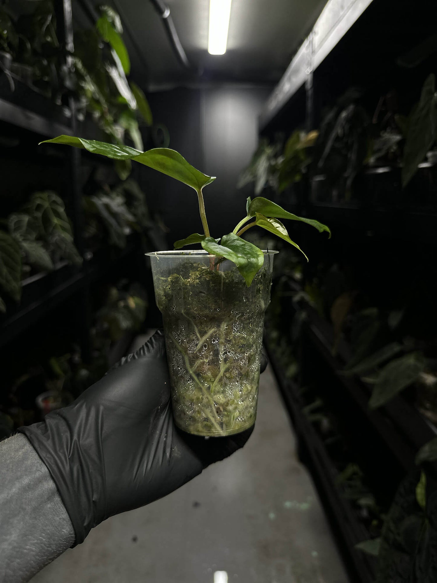 Anthurium #antichrist - papillilaminum x luxurians