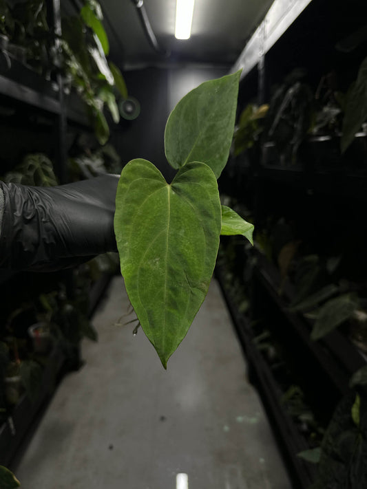 Anthurium papillilaminum ree gardens x RVDP