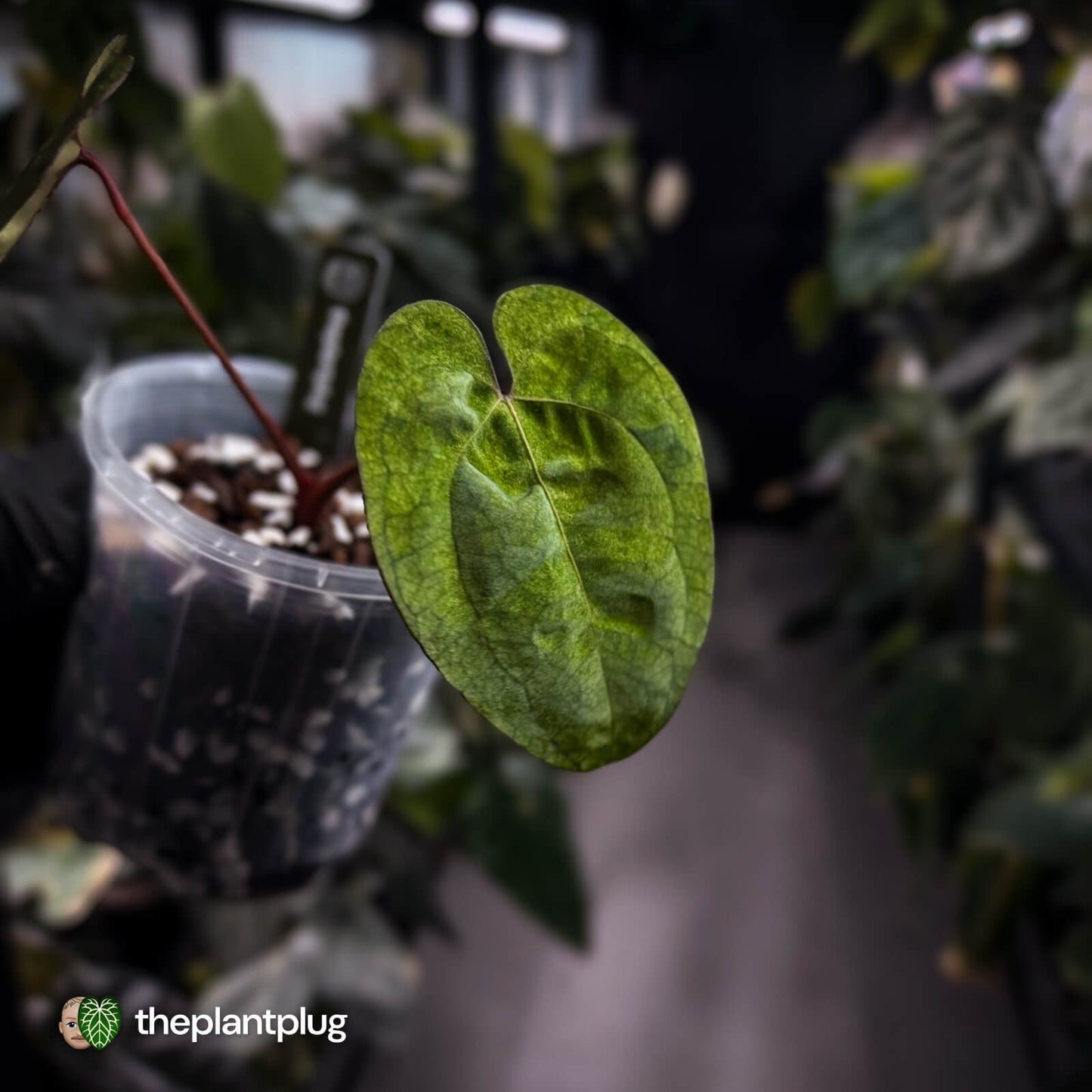 Anthurium 'Ace of Spades' • mint variegated 🦄