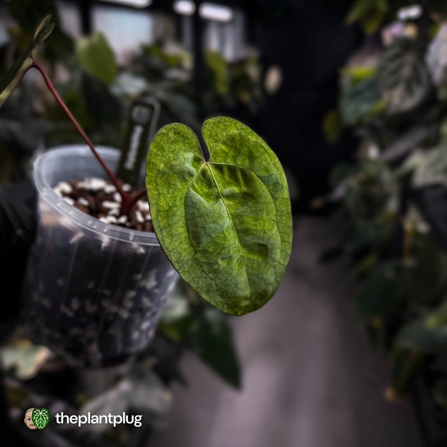 Anthurium 'Ace of Spades' • mint variegated 🦄