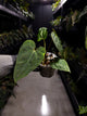 Anthurium #DarkMalice • ('Midnight Velvet' x crys) x besseae aff • red veins