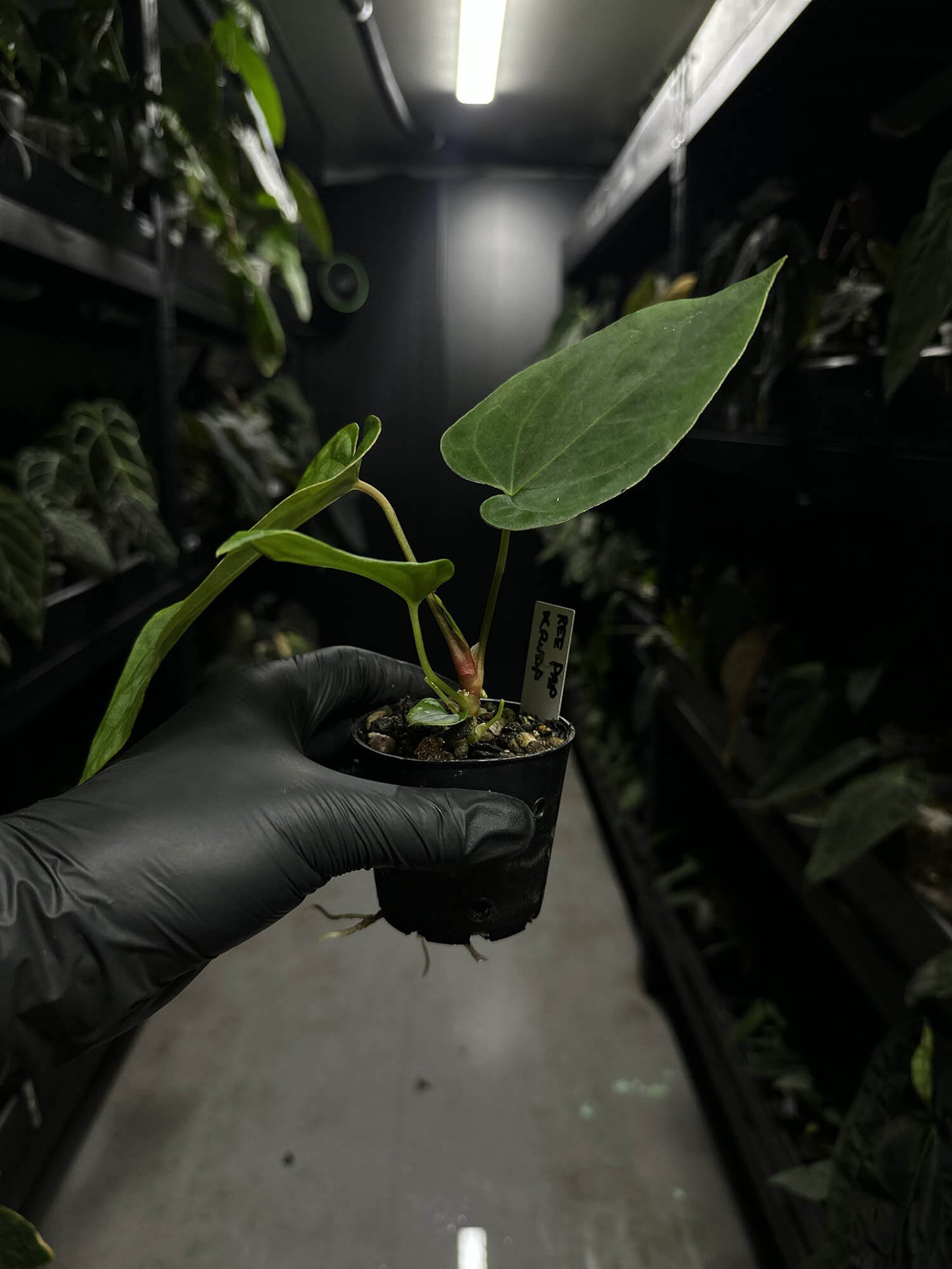 Anthurium papillilaminum ree gardens x RVDP