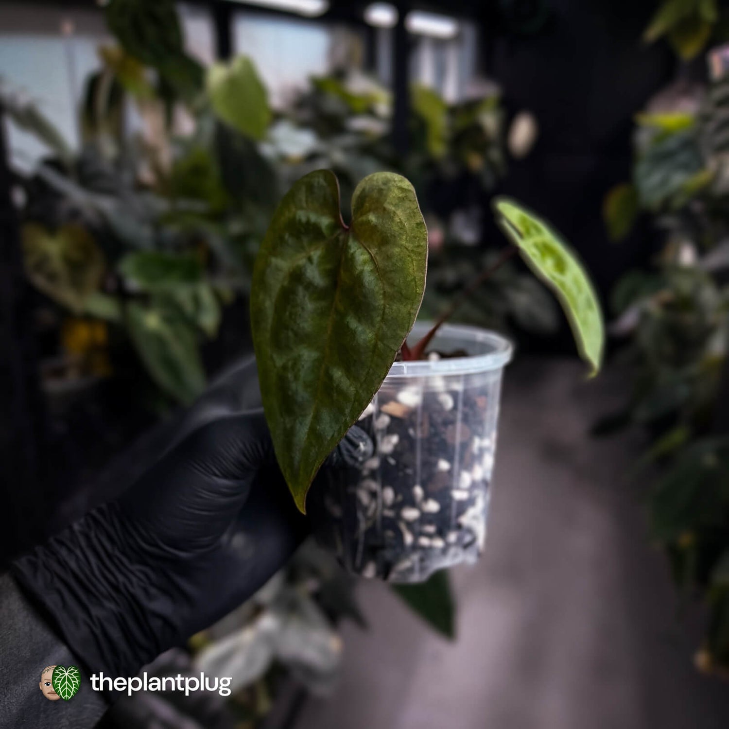 Anthurium 'Ace of Spades' • mint variegated 🦄
