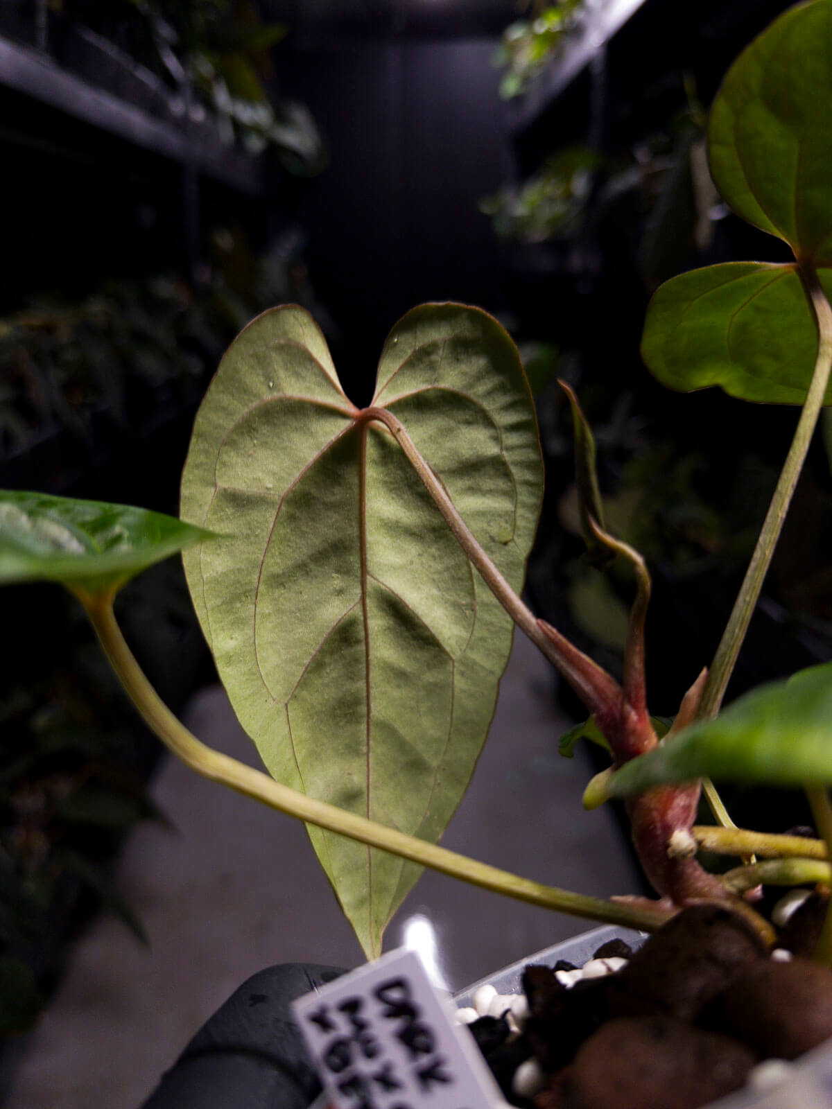 Anthurium #DarkMalice • ('Midnight Velvet' x crys) x besseae aff • red veins