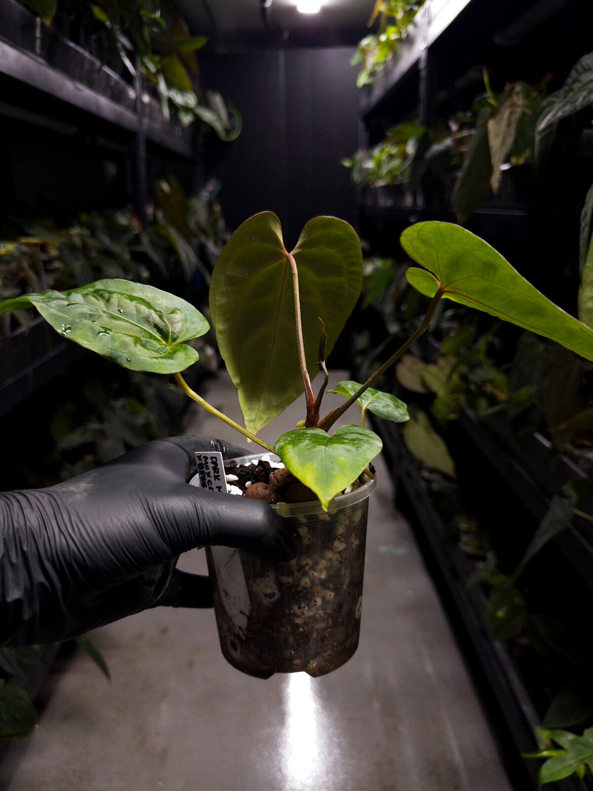 Anthurium #DarkMalice • ('Midnight Velvet' x crys) x besseae aff • red veins