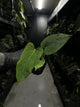 Anthurium papillilaminum ree gardens x RVDP
