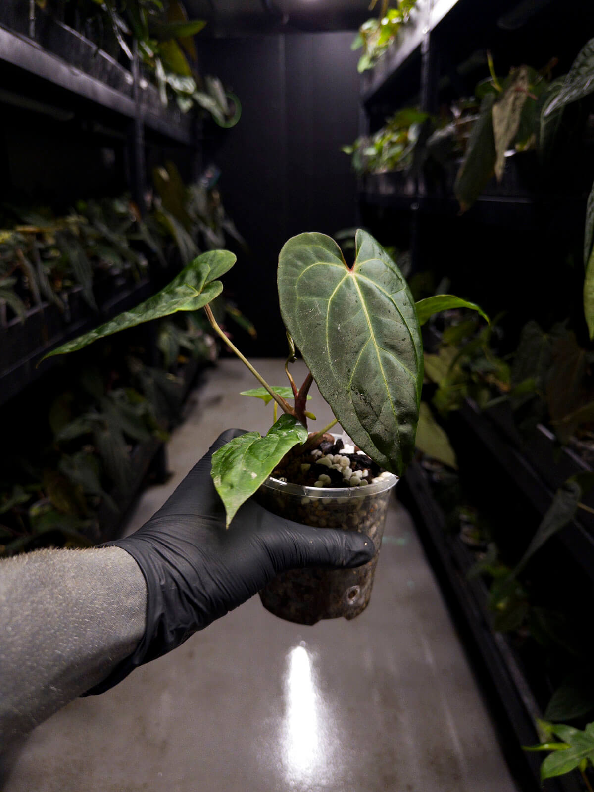 Anthurium #DarkMalice • ('Midnight Velvet' x crys) x besseae aff • red veins