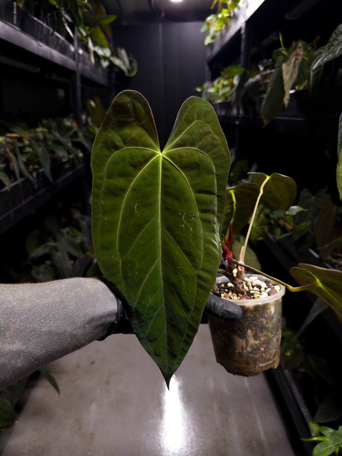 Anthurium black papillilaminum x (FSRL x FSxself)