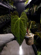 Anthurium black papillilaminum x (FSRL x FSxself)