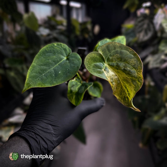 Anthurium forgetii hybrid x dressleri • variegated ✨