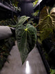 Anthurium black papillilaminum x (FSRL x FSxself)