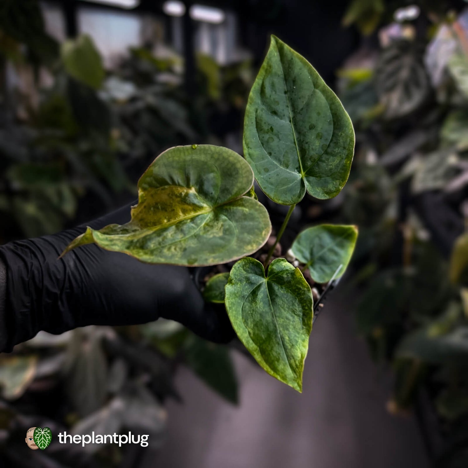 Anthurium forgetii hybrid x dressleri • variegated ✨