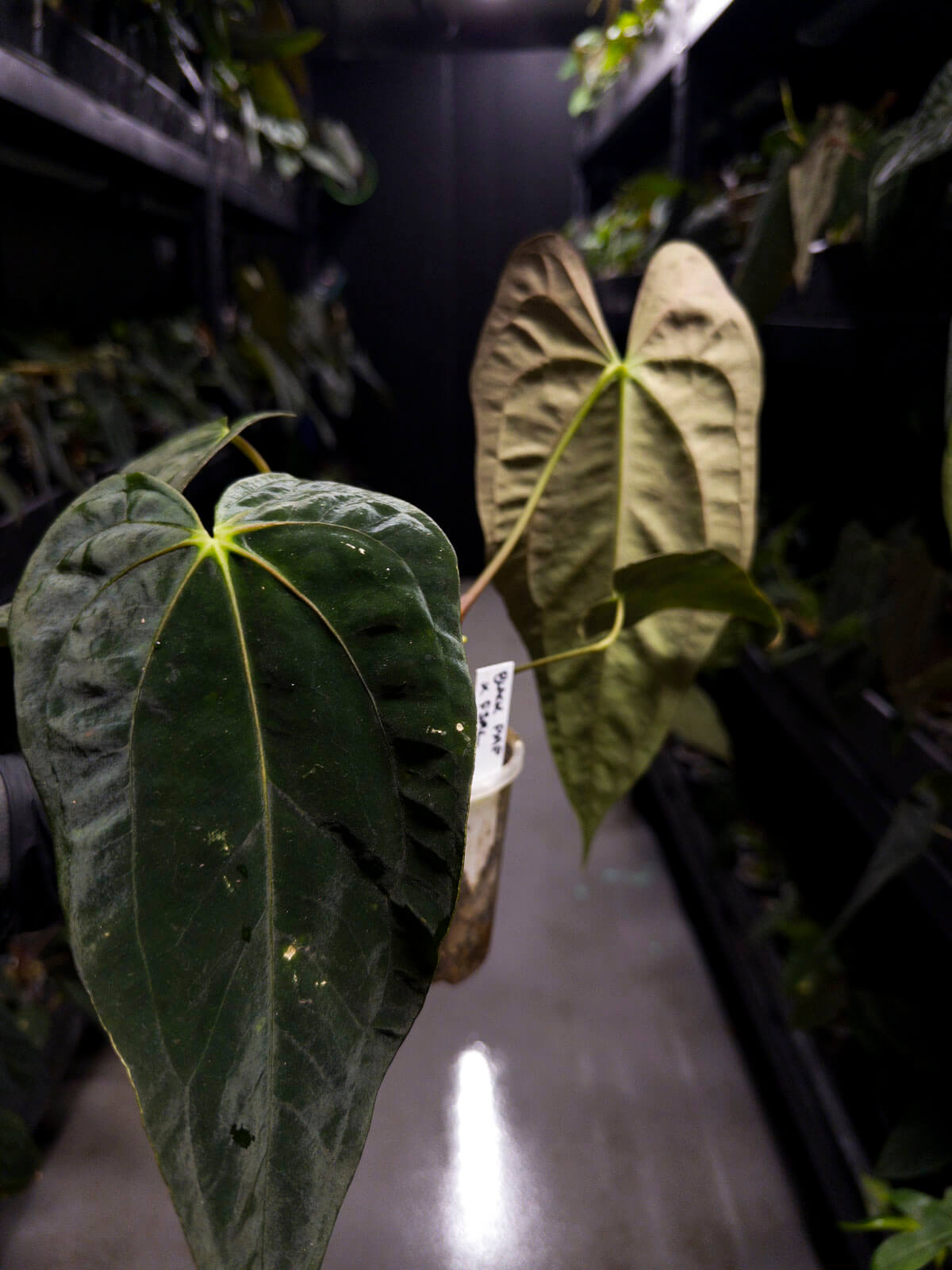 Anthurium black papillilaminum x (FSRL x FSxself)