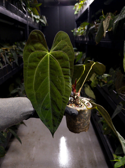 Anthurium black papillilaminum x (FSRL x FSxself)