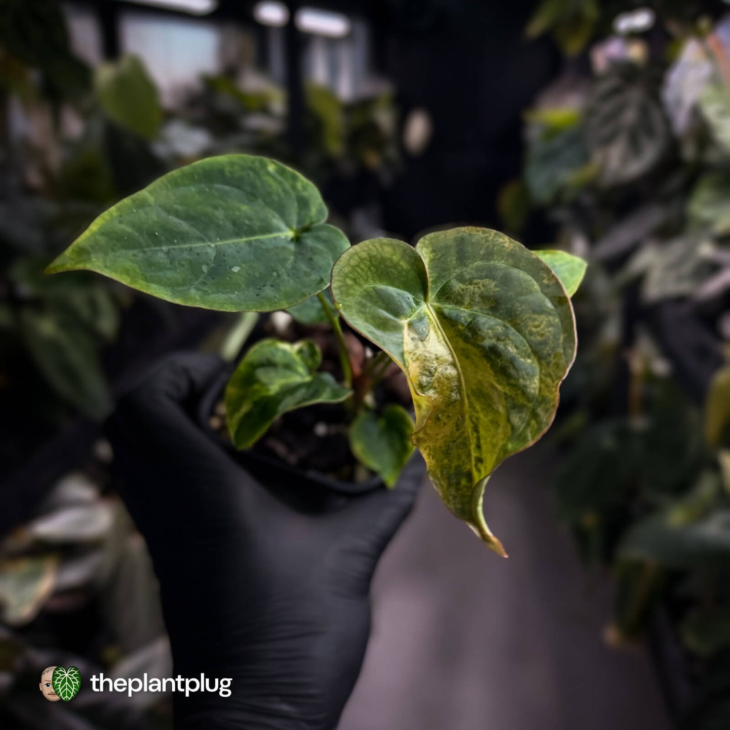 Anthurium forgetii hybrid x dressleri • variegated ✨