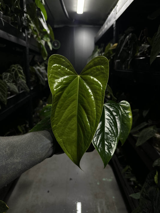 Anthurium subsignatum x luxurians