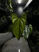 Anthurium subsignatum x luxurians