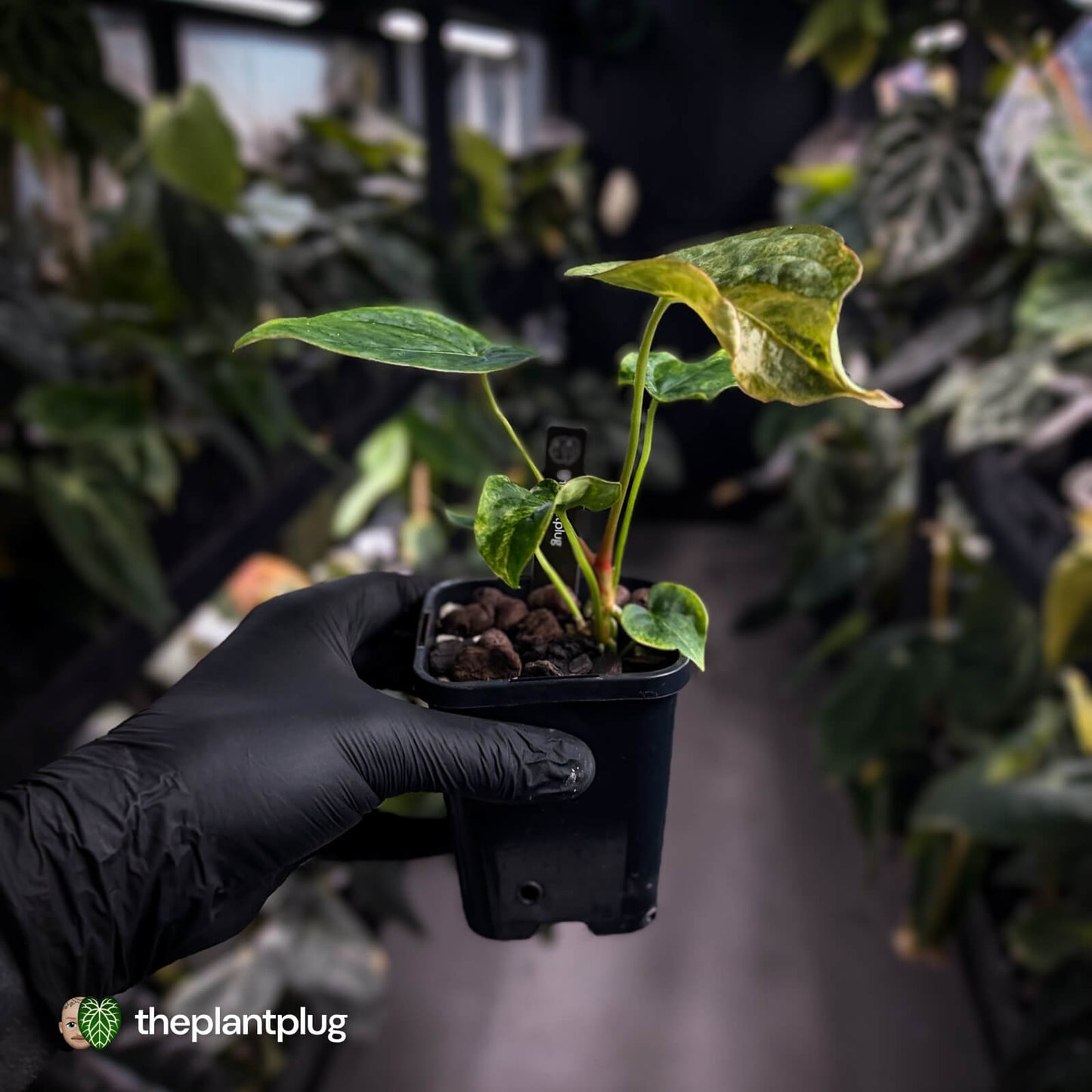 Anthurium forgetii hybrid x dressleri • variegated ✨