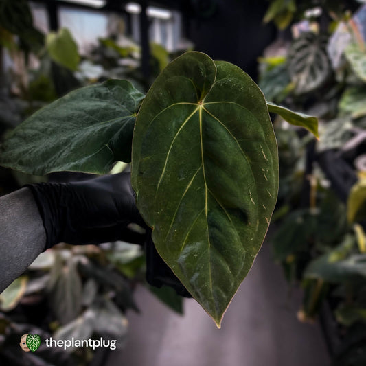 Anthurium antolakii / 'BVEP' f2 (RA lineage)