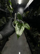 Anthurium subsignatum x luxurians