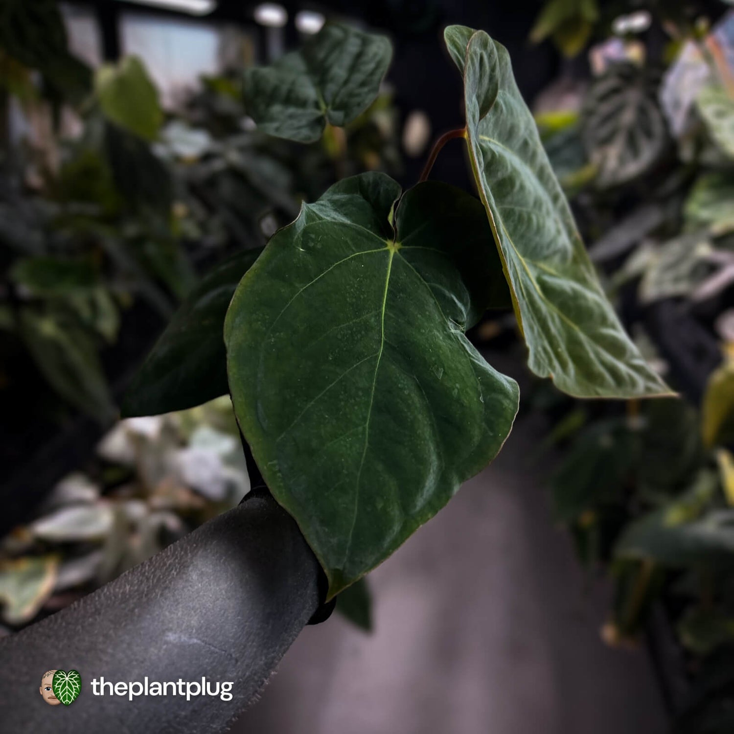 Anthurium antolakii / 'BVEP' f2 (RA lineage)