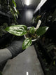 Anthurium subsignatum x luxurians