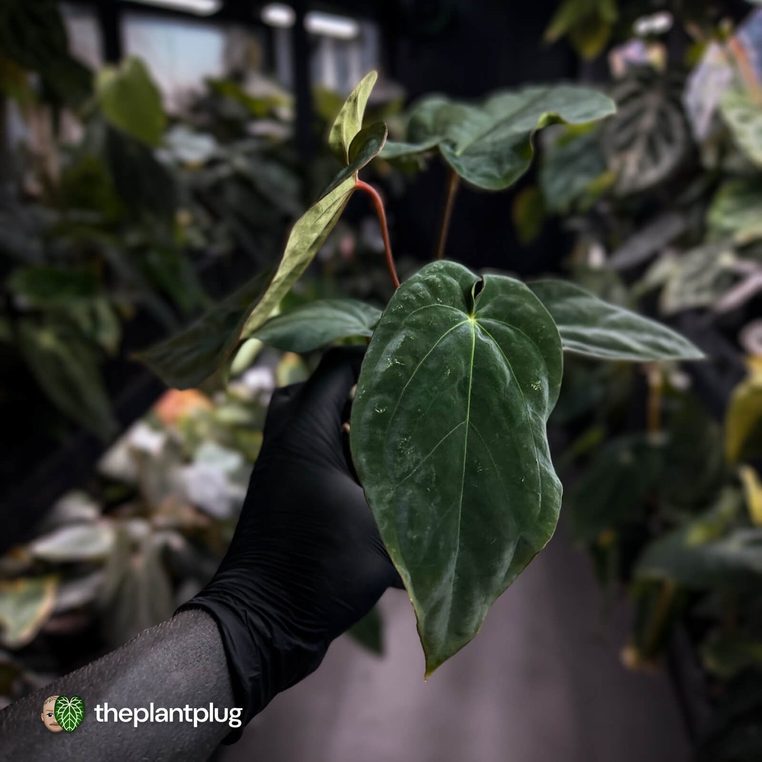 Anthurium antolakii / 'BVEP' f2 (RA lineage)