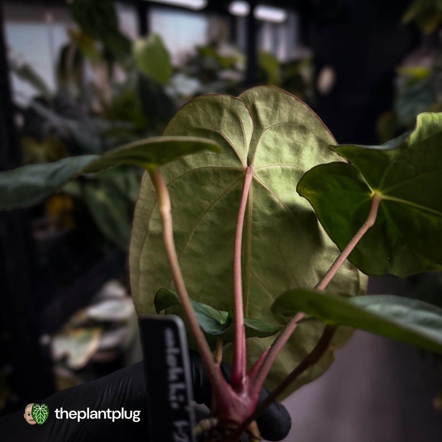 Anthurium antolakii / 'BVEP' f2 (RA lineage)