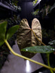 Anthurium papillilaminum ('Marshellini' x 'Dadbod') x 'RA8'