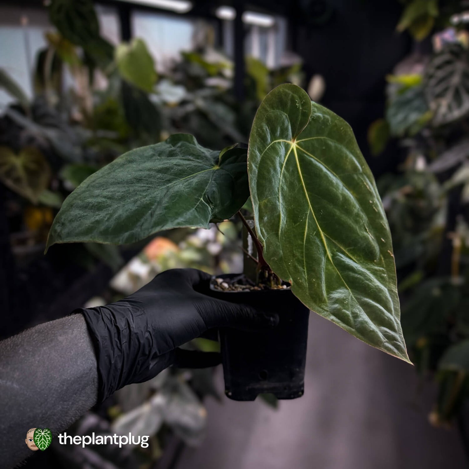 Anthurium antolakii / 'BVEP' f2 (RA lineage)