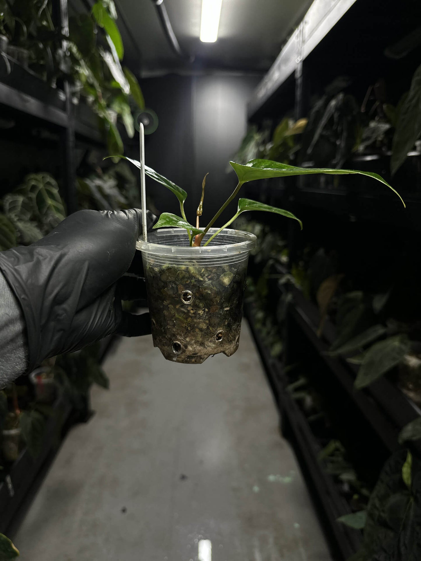 Anthurium subsignatum x luxurians