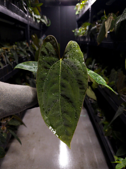Anthurium papillilaminum ('Marshellini' x 'Dadbod') x 'RA8'