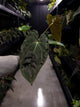Anthurium papillilaminum ('Marshellini' x 'Dadbod') x 'RA8'