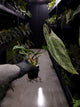 Anthurium papillilaminum ('Marshellini' x 'Dadbod') x 'RA8'