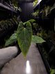 Anthurium papillilaminum ('Marshellini' x 'Dadbod') x 'RA8'