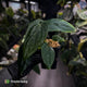Anthurium ('Midnight Velvet' x pap) x 'Roman'