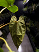 Anthurium papillilaminum ('Marshellini' x 'Dadbod') x 'RA8'
