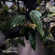 Anthurium ('Midnight Velvet' x pap) x 'Roman'