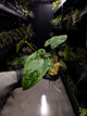 Anthurium papillilaminum ('Marshellini' x 'Dadbod') x 'RA8'