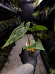 Anthurium papillilaminum ('Marshellini' x 'Dadbod') x 'RA8'