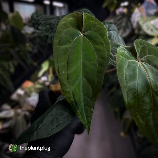 Anthurium ('Midnight Velvet' x pap) x 'Roman' • select