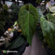 Anthurium ('Midnight Velvet' x pap) x 'Roman' • select
